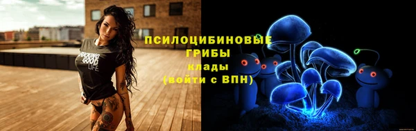 стаф Новокубанск